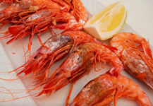 Gamba - Bar Coines - Adra Kmcero